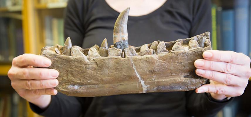 eliza jaw megalosaurus