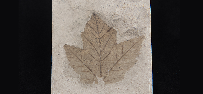 Fossil plant