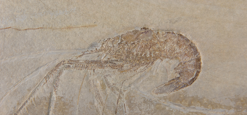 Palaeontology collection