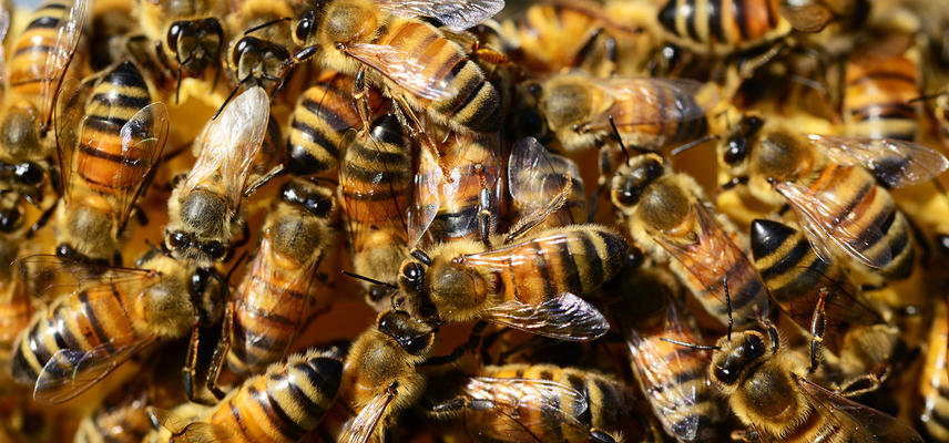 honey bees banner