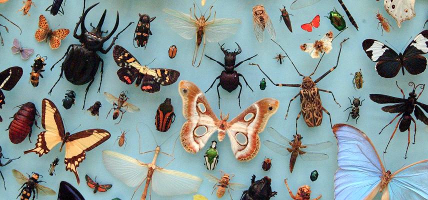 Insects collection, Oxford Museum of Natural History