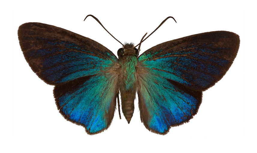 Immaculata carpenter butterfly