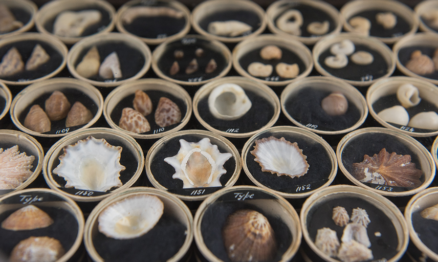 Mollusc collection at the Museum