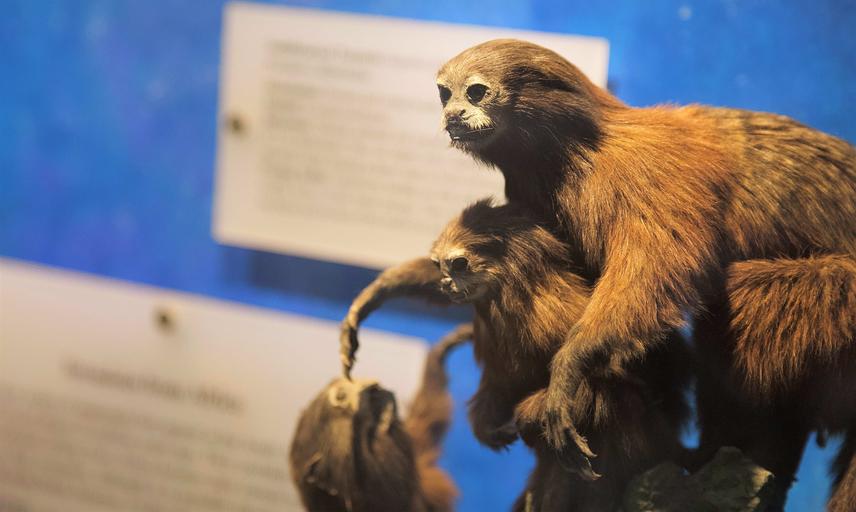 Taxidermy primates