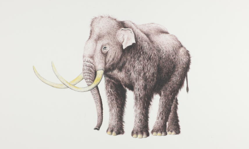 Steppe mammoth