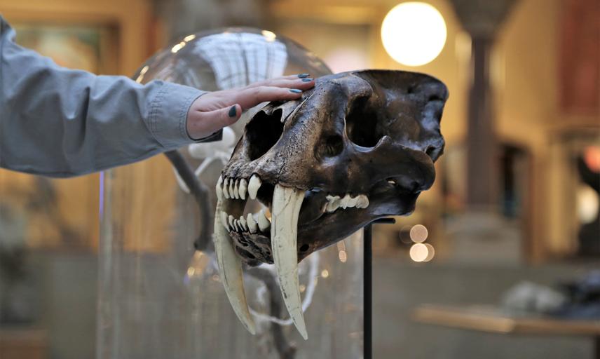 Visitor touching a model of a sabre tooth tiger skull
