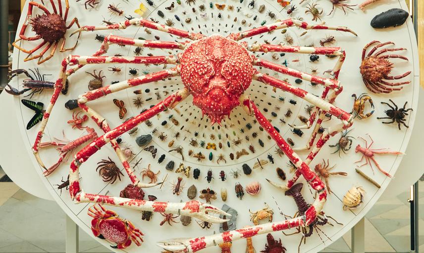 Great and small display featuring diverse arthropods and a Japanese Spider Crab
