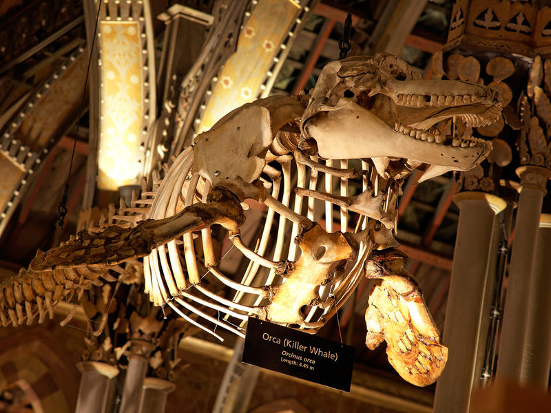 Orca skeleton from the roof at Oxford University Museum of Natural History