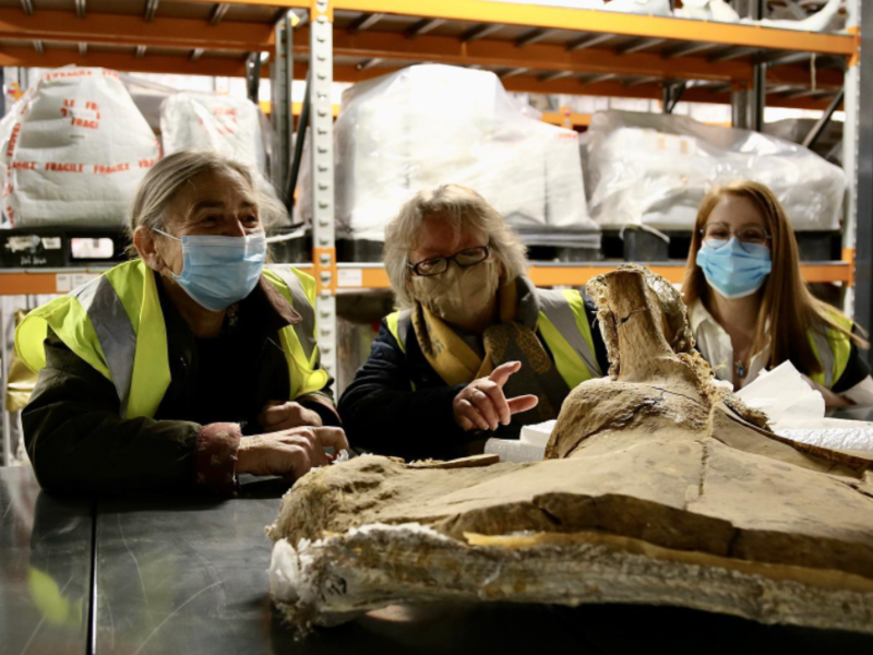 Some volunteers admiring a Pleistocene fossil at the Upper Heyford storage facility