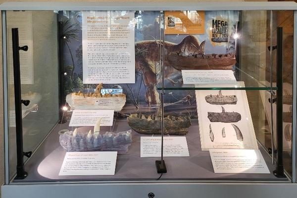 The presenting case with a display about replicating the Megalosaurus jaw inside