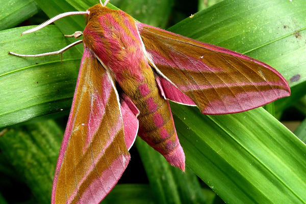 Elephant hawkmoth, Deilephila elpenor  