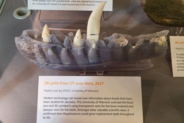 Replica of the Megalosaurus jaw showing internal structure