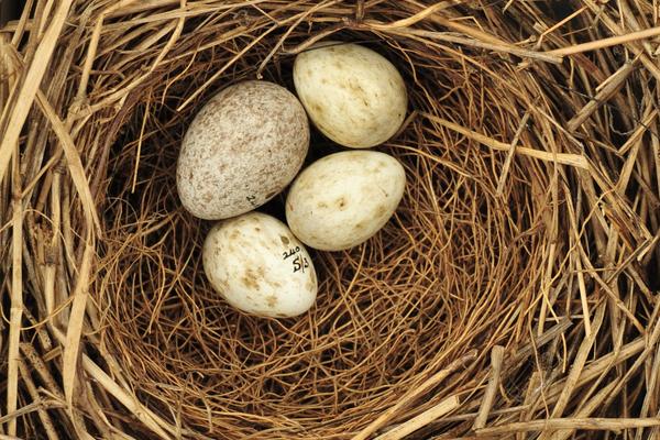 Nest of garden warbler (Sylvia borin) with 4 eggs, of which one is a cuckoo’s egg