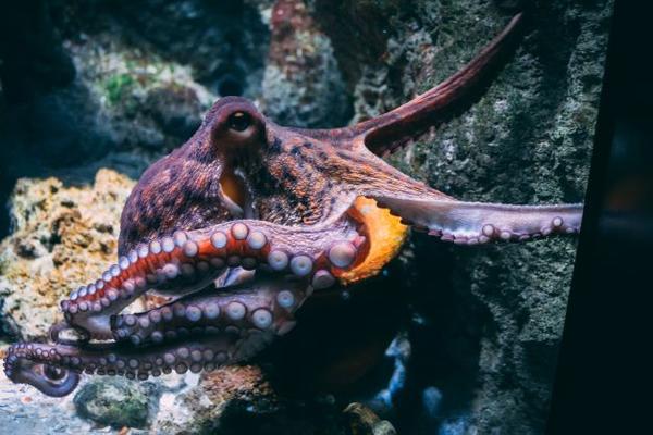 A real octopus, photographed in an aquarium