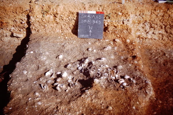 Freshwater molluscs from the Pleistocene excavated at Stanton Harcourt