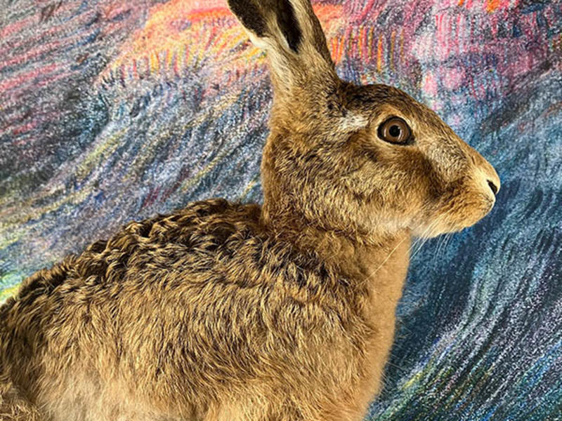 A taxidermy hare on display in the Community case