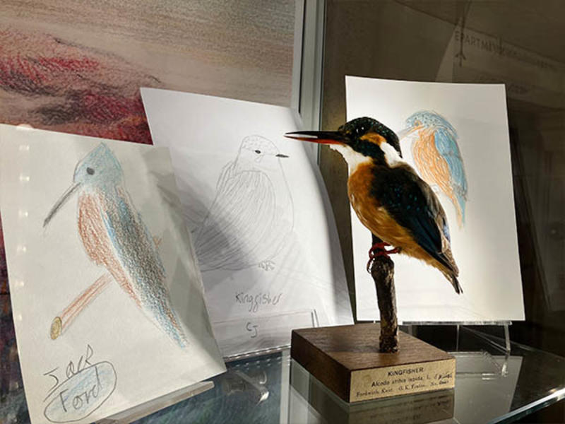 A taxidermy Kingfisher on display in the Community case
