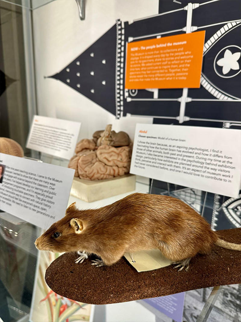 Rat and anatomy display: Close-up of a taxidermy brown rat on a museum shelf, with a model of the human brain and interpretation labels behind it, set against graphic black-and-white architectural imagery from the exhibition.