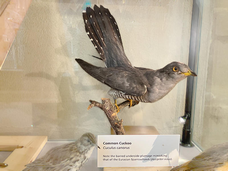 A taxidermy cuckoo on display in the Museum
