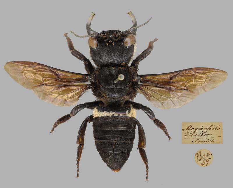 megachile pluto