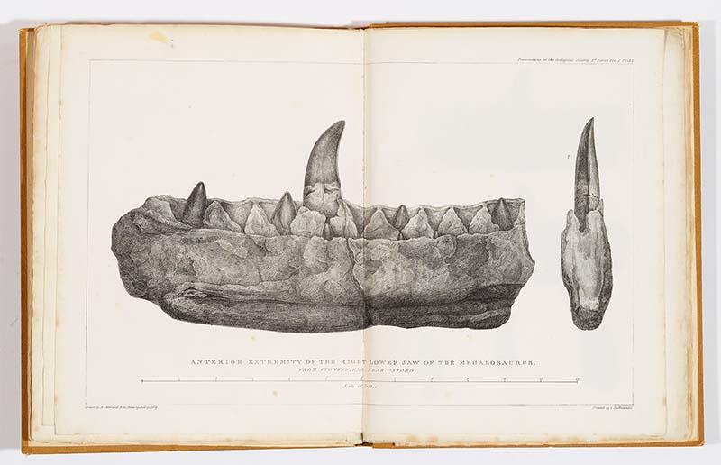 The original Megalosaurus jaw illustrated by Mary Morland