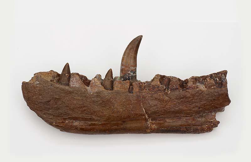 The original Megalosaurus jaw studied by William Buckland