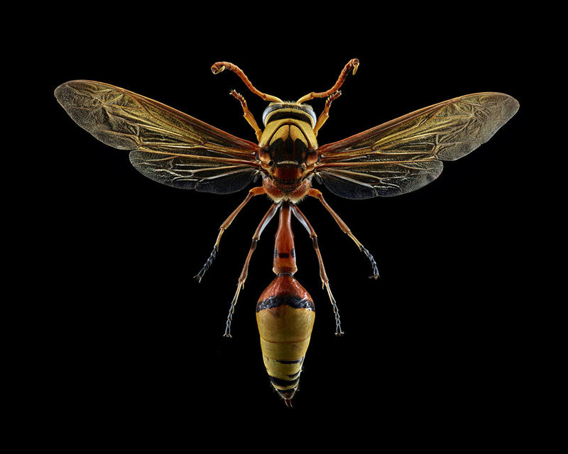 Magnified colour photograph of a Potter Wasp by Levon Biss