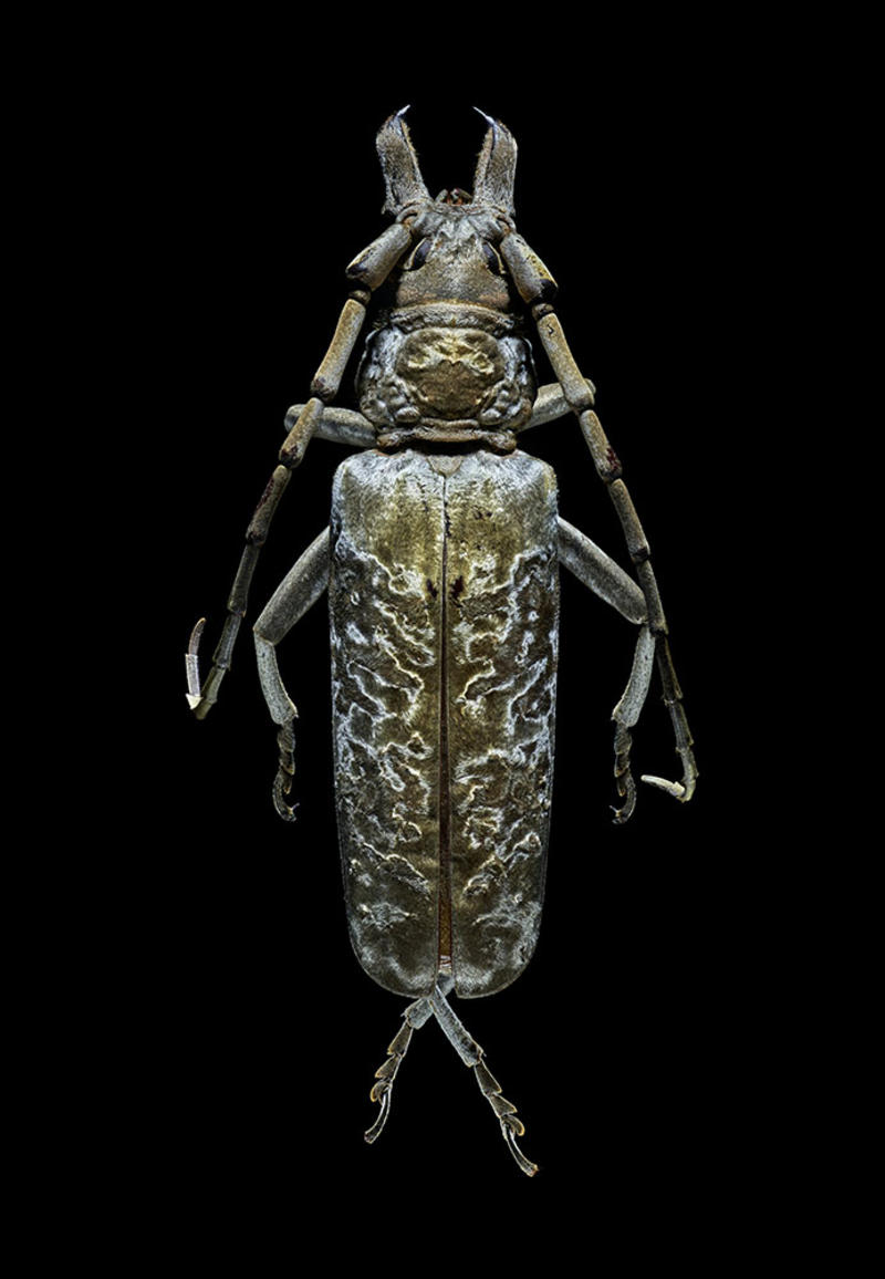 Magnified colour photograph of a Silver Longhorn Beetle by Levon Biss