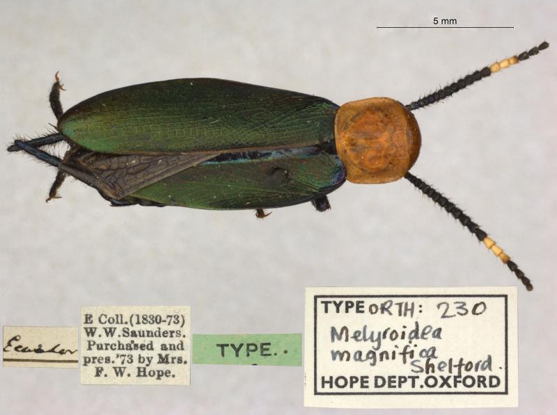 Melyroidea magnifica