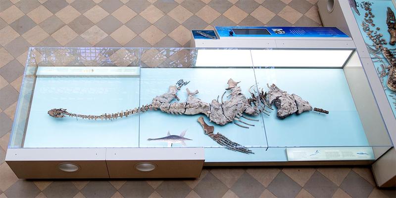 Display showing plesiosaur skeletons at Oxford University Museum of Natural History 