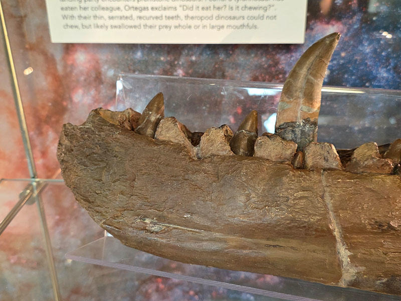 therapod jaw cast