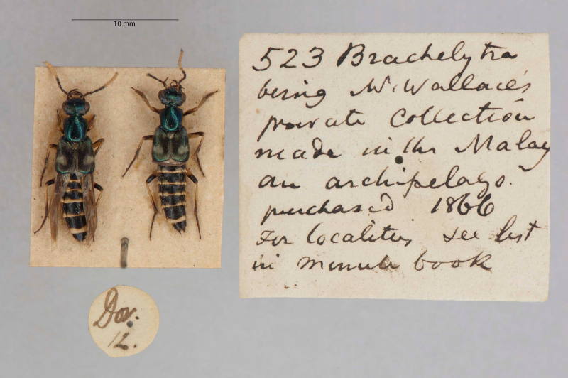 wallace private collection label