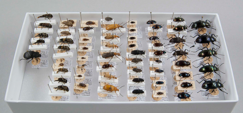 wallace re curated specimens