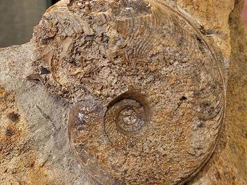 Ammonite discovered during excavations for HS2