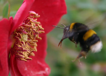 Bee hovering near flower