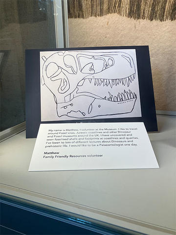Drawing by a volunteer of a Tyrannosaurs rex skull