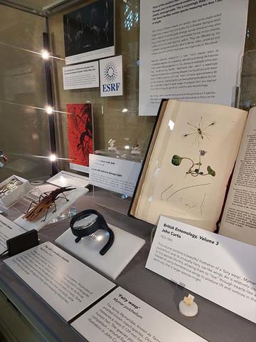 View of the Museum's 'Presenting case' with a display of miniature insects