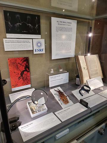 View of the Museum's 'Presenting case' with a display of miniature insects
