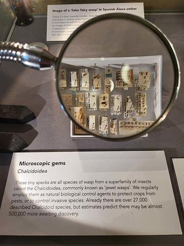 View of the Museum's 'Presenting case' with a display of miniature 'Jewel Wasps'