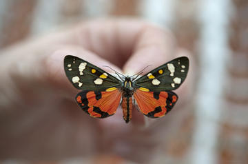 Callimorpha oumnh callimorpha oumnh butterfly