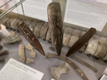 Belemnites collected by John Phillips from a railway cutting exposing the Upper Kimmeridge Clay Formation (Late Jurassic) in Shotover Hill, Oxford, Oxfordshire.