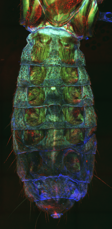 Figure 2 min Image from a confocal microscope of a bug's abdomen. The image has been made showing colour channels in red, green, and blue.