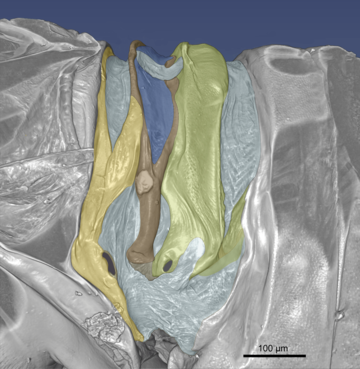 Figure 3 min micro-CT image of the snapping organ of a planthopper. The snapping organ is around 400 micrometres across.