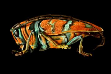 Jewel Longhorned Beetle by Levon Biss