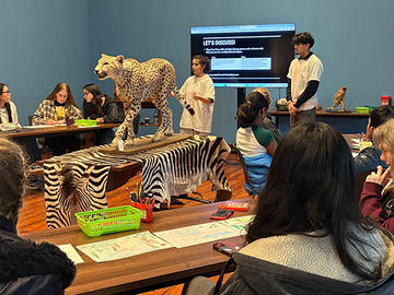 Two students present at the front of a classroom beside a taxidermy cheetah on a table covered with a zebra-patterned cloth, while classmates sit and listen.