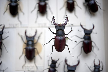 Stag beetle oumnh stag beetle oumnh