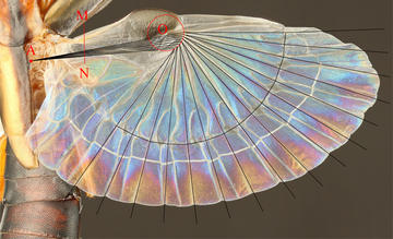 Schematic for the new design method of the earwig-inspired fan shown projected onto the hind wing of an earwig (Proreus simulans).