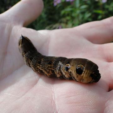 Deilephila elpenor with head retracted