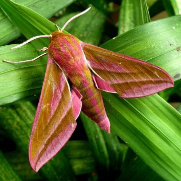 Elephant hawkmoth, Deilephila elpenor  