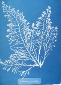 Copy of a cyanotype photograph from Anna Atkins' British Algae, Cyanotype Impressions, 1843.